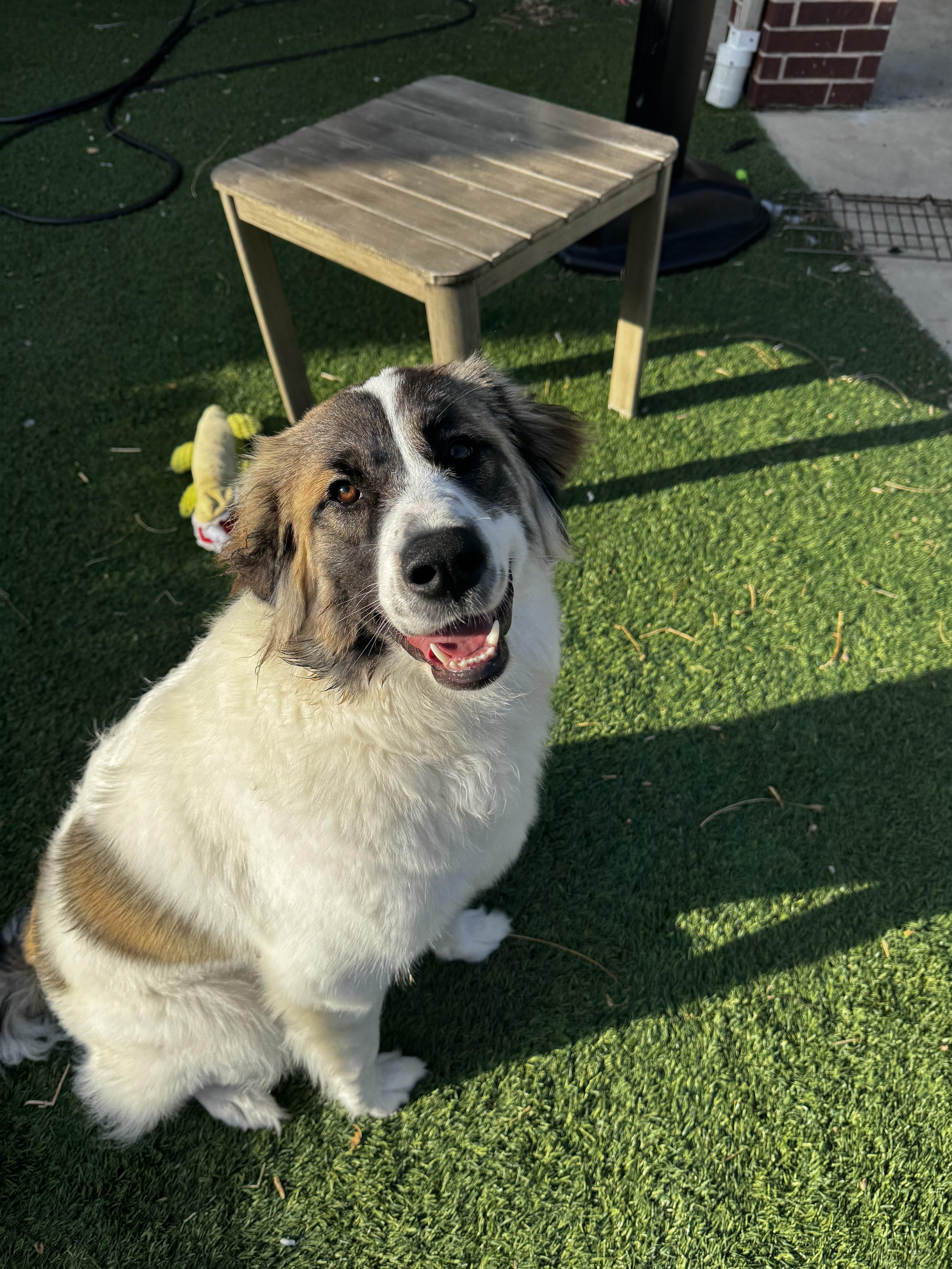A young large-sized female Great Pyrenees dog named Maggie Bear DFW for adoption in Quinlan, TX