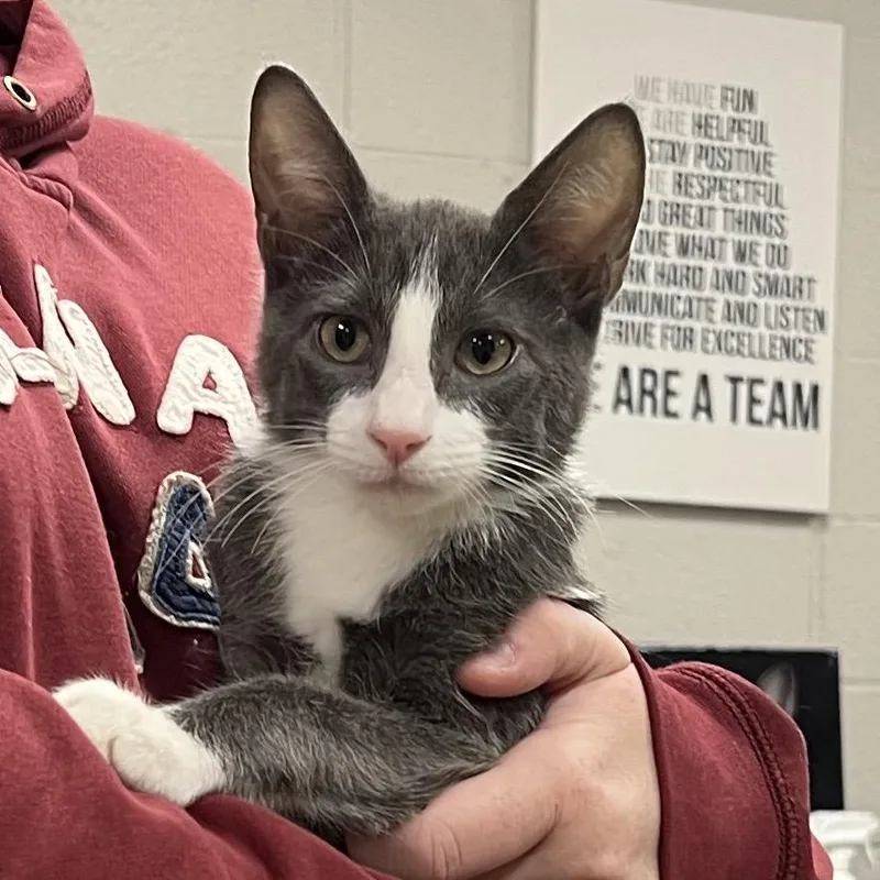 A baby small-sized male Gray / Blue / Silver Domestic Short Hair cat named SquigglesC for adoption in East Saint Louis, IL