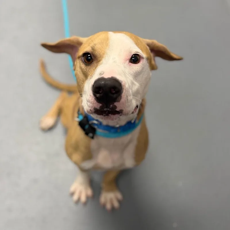 An adult medium-sized male White / Cream Mixed Breed dog named Kratos for adoption in Sarasota, FL
