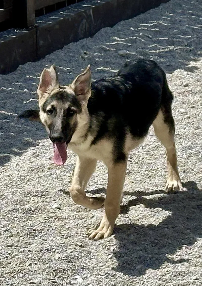 A baby large-sized male German Shepherd Dog dog named Stunning  Mo Old!! for adoption in Northwood, OH