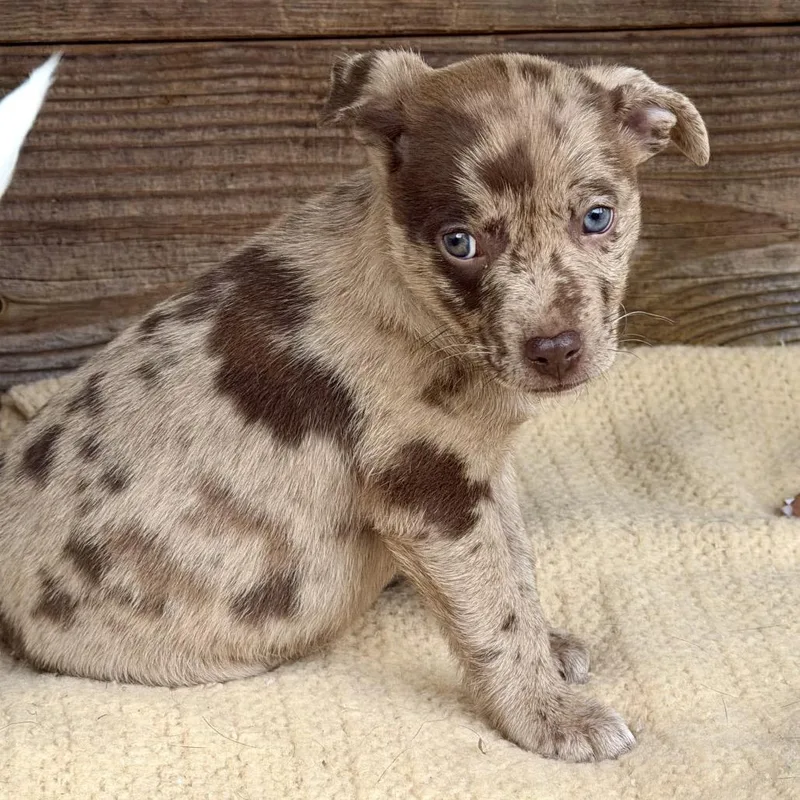 A baby medium-sized female Brindle Catahoula Leopard Dog named Velma for adoption in Point Richmond, CA