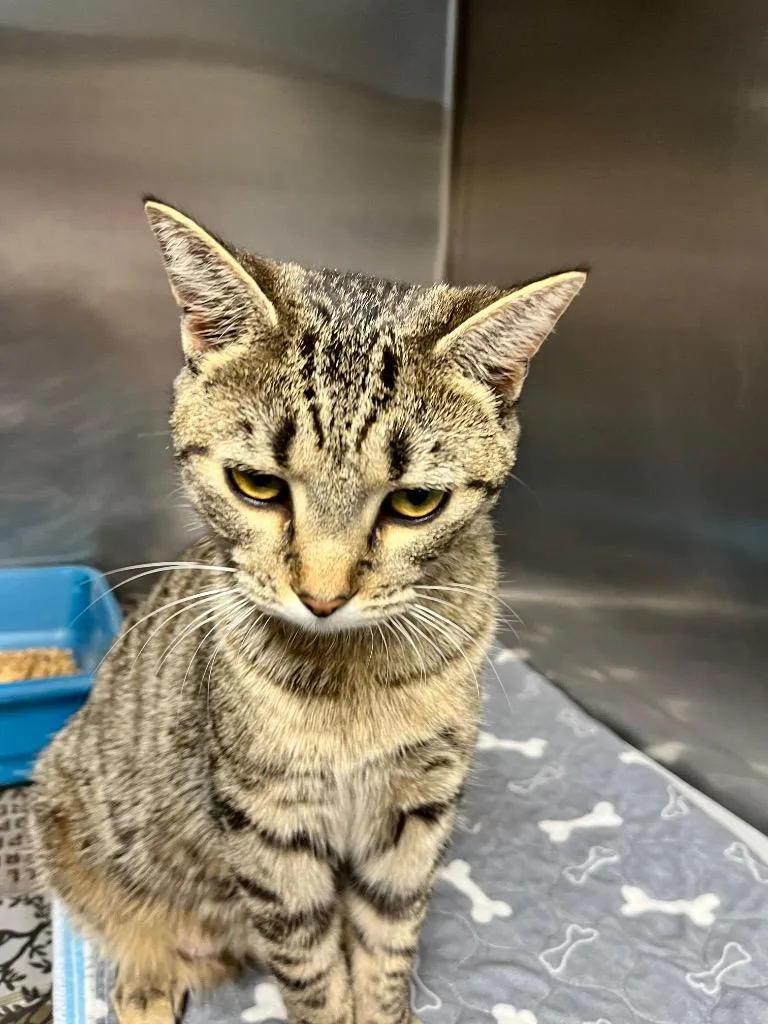 An adult large-sized female Domestic Short Hair cat named Melody for adoption in Hopkinsville, KY
