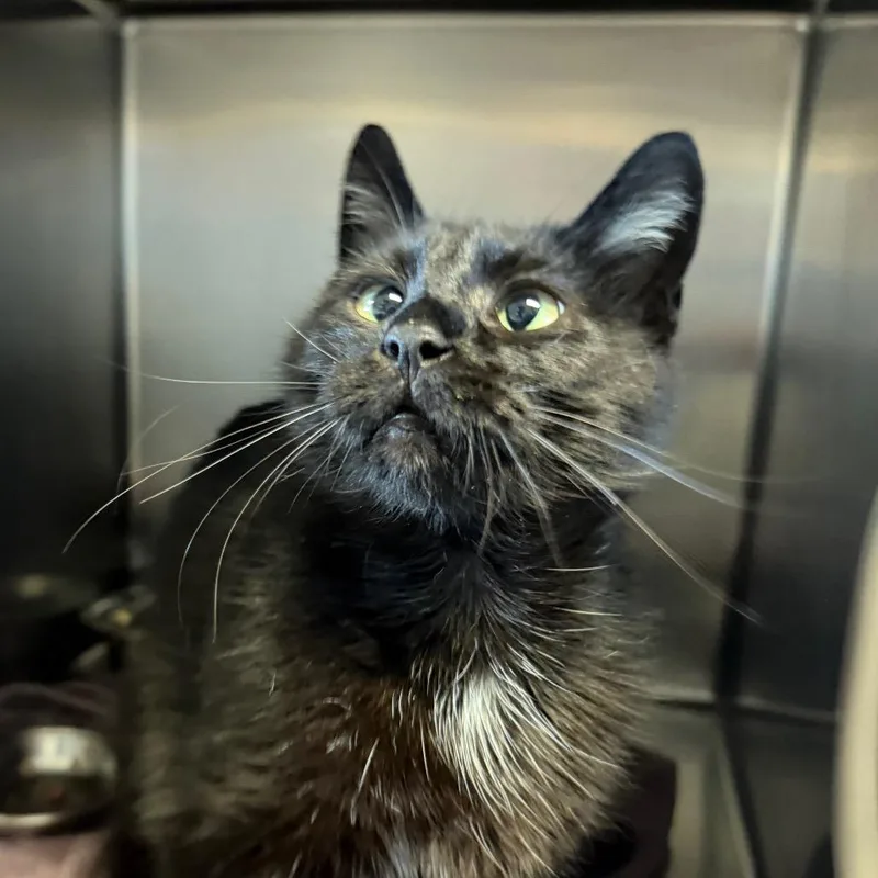 A young medium-sized female Black Domestic Short Hair cat named Riley for adoption in Bristol, IN