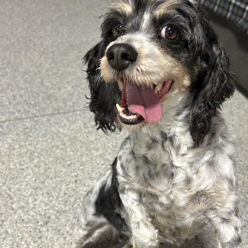 Megan. Super Friendly thumbnail 3