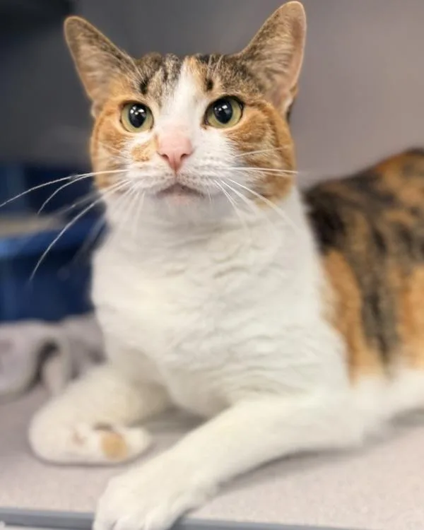 An adult large-sized female Domestic Short Hair cat named Cynthia for adoption in Canton, GA