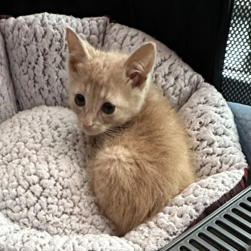 A baby small-sized male Buff / Tan / Fawn Domestic Short Hair cat named Lark for adoption in Oakton, VA