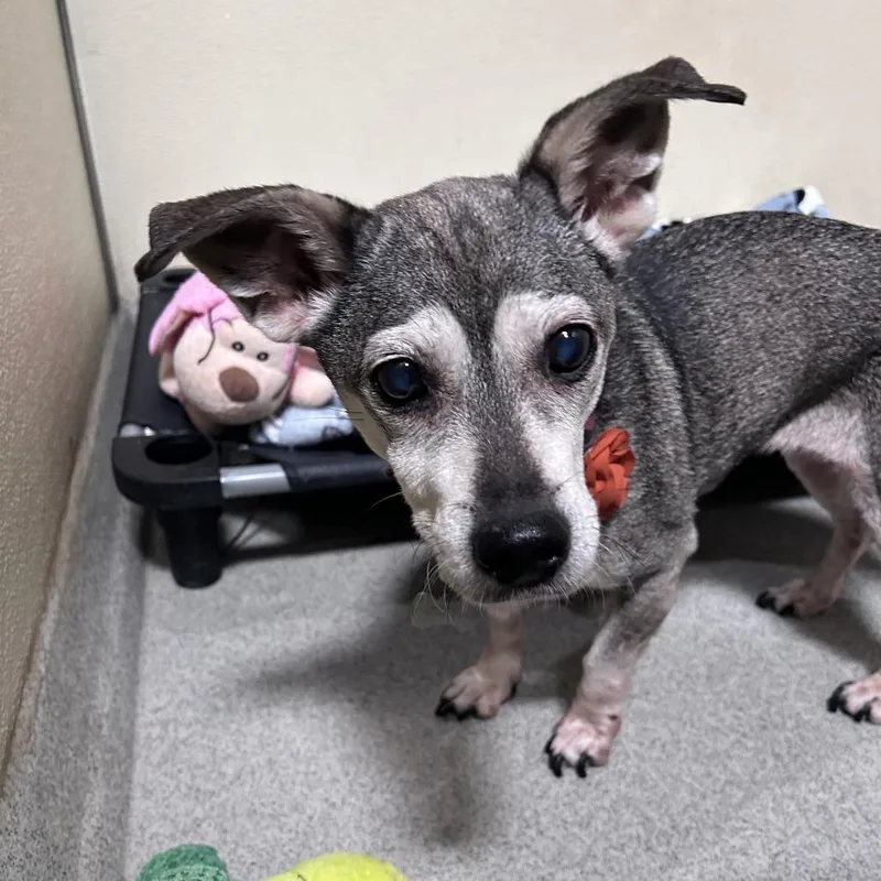 A senior small-sized female White / Cream Terrier dog named Nixy Chino Hills Location for adoption in Chino Hills, CA