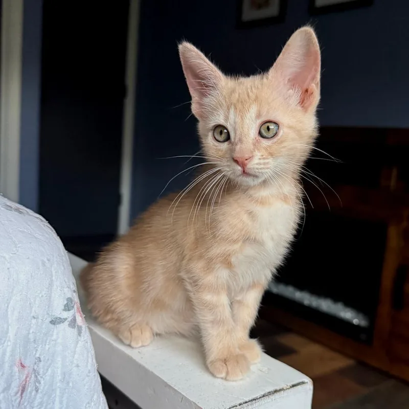 A baby small-sized female Orange / Red Domestic Short Hair cat named Lumina for adoption in Wichita, KS