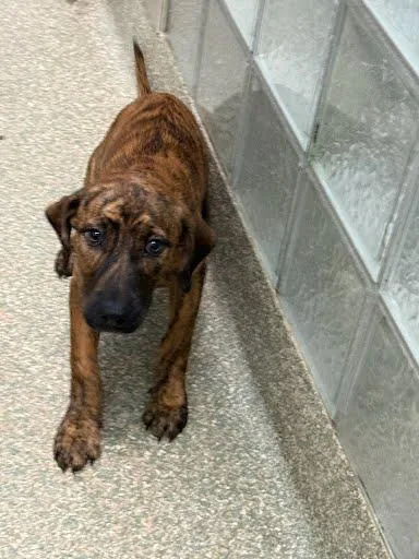 A baby small-sized female Labrador Retriever dog named Isla for adoption in Washington, DC