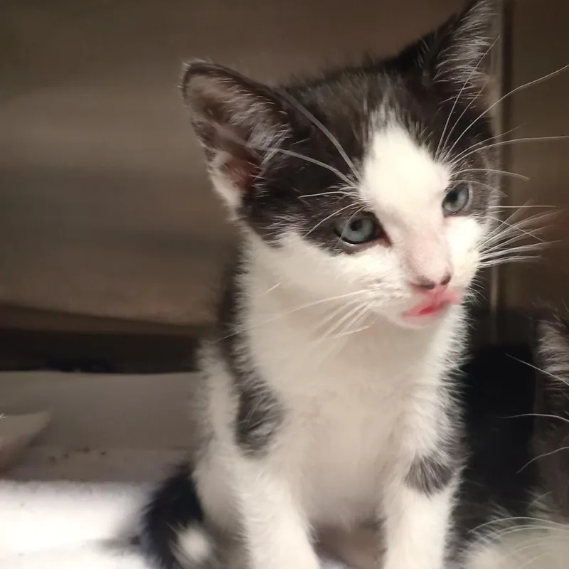 A baby small-sized male White Domestic Short Hair cat named Harley for adoption in Tampa, FL