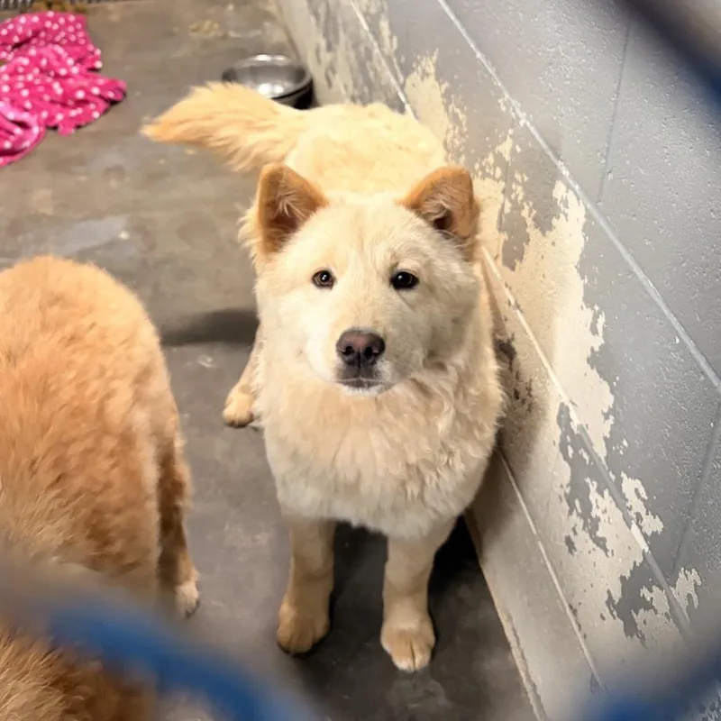 A young medium-sized female White / Cream Chow Chow dog named Kiko for adoption in Franklin, NC