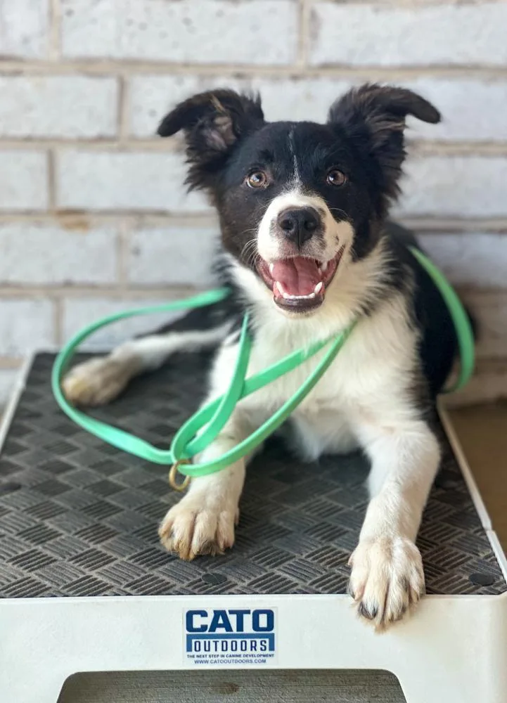 A baby medium-sized male Border Collie dog named Sparrow for adoption in TULSA, OK
