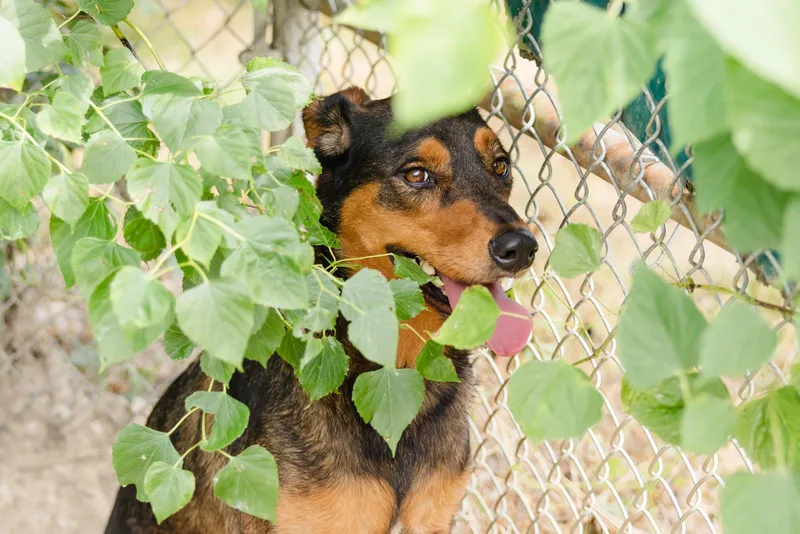 An adult large-sized female German Shepherd Dog dog named June for adoption in Newburgh, IN