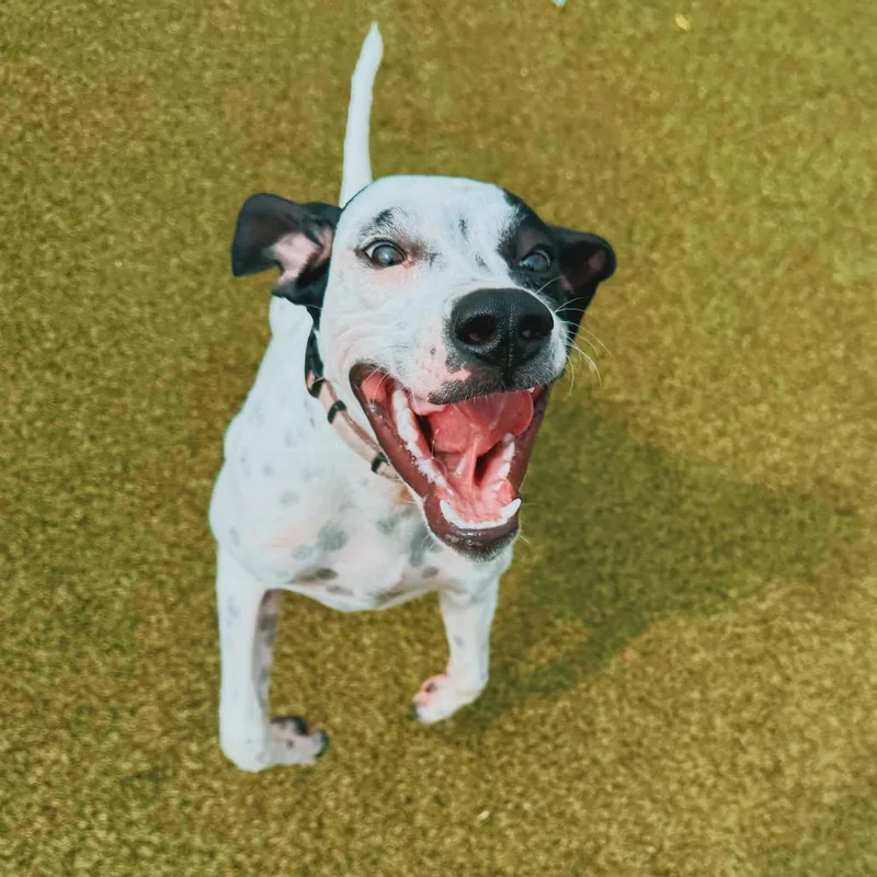 A young large-sized male Black English Pointer dog named Robbie for adoption in Hays, KS