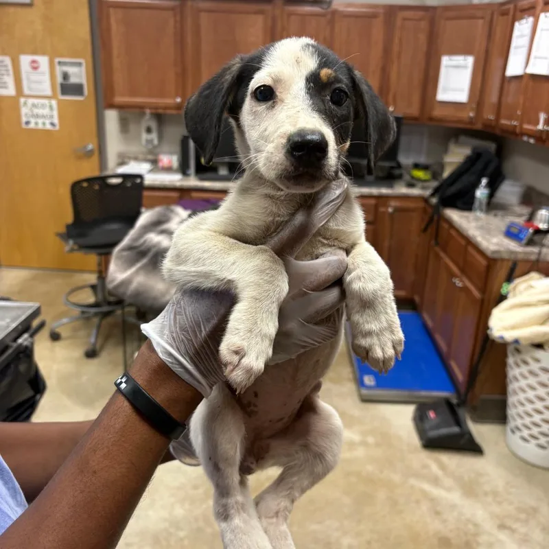 A baby medium-sized female Tricolor (Brown, Black, & White) Australian Cattle Dog / Blue Heeler dog named Darla for adoption in Cumberland, RI