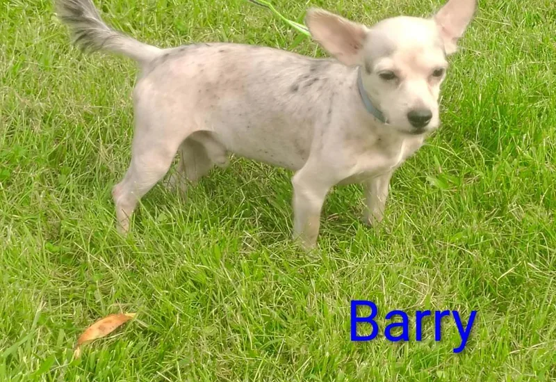 A young medium-sized male Yorkshire Terrier dog named Barry for adoption in Kendallville, IN