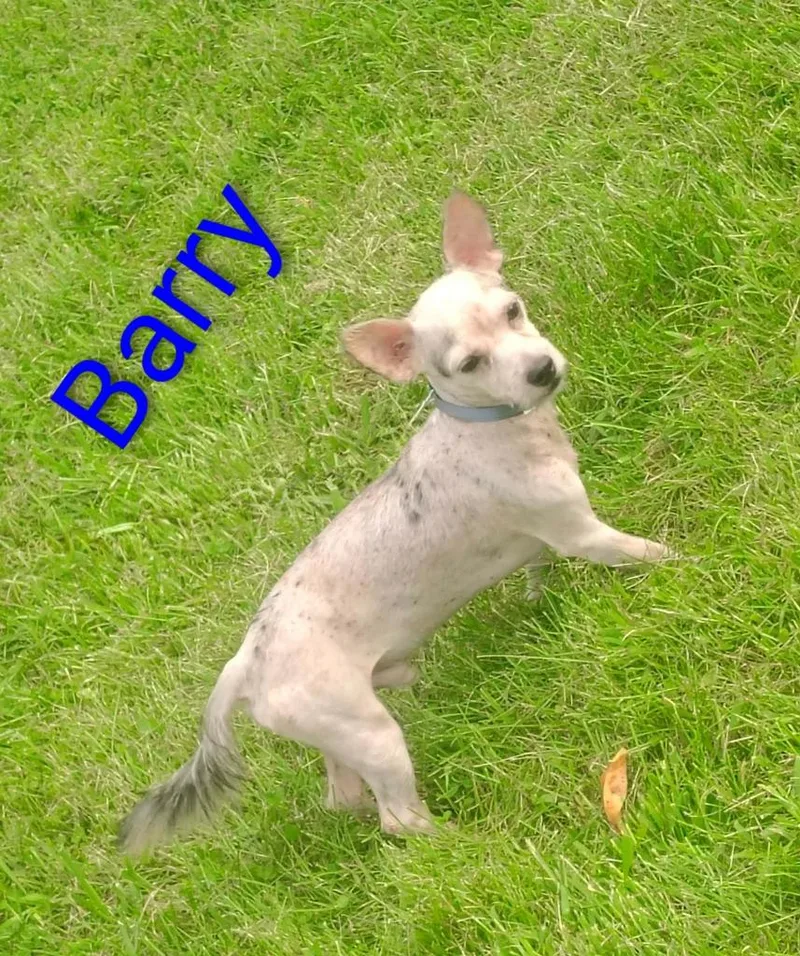 Barry thumbnail 2