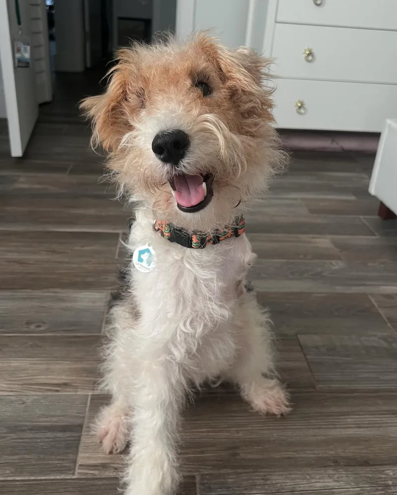 An adult small-sized male Fox Terrier dog named Tucker for adoption in Osteen, FL