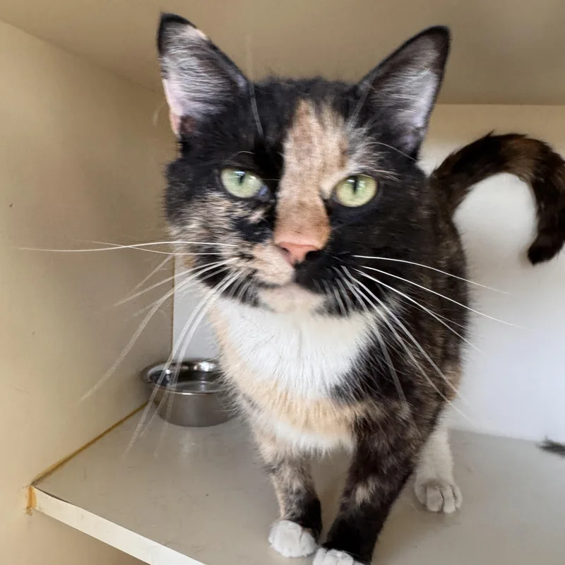 An adult medium-sized female Calico Domestic Short Hair cat named Manchas for adoption in Mokena, IL