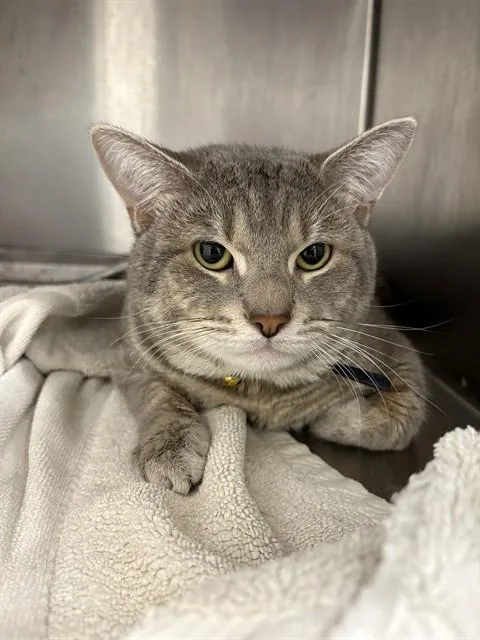 An adult large-sized male Domestic Short Hair cat named Kza for adoption in Upper Marlboro, MD