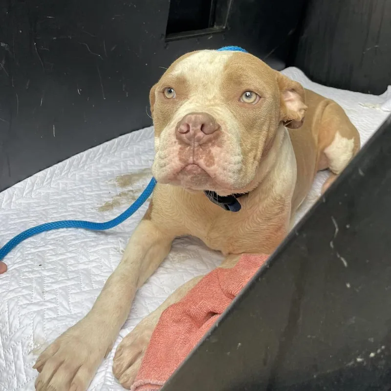 A young medium-sized male Yellow / Tan / Blond / Fawn Mixed Breed dog named Calvin for adoption in Dickinson, TX