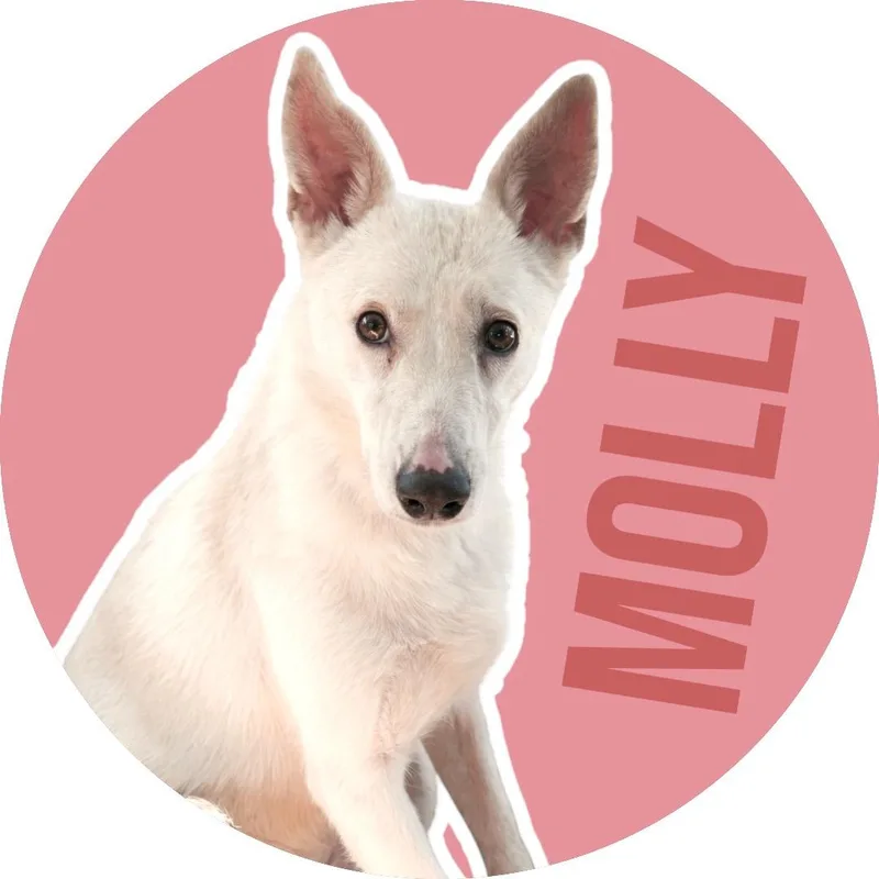 An adult medium-sized female White / Cream Mixed Breed dog named Molly for adoption in Athens, TX