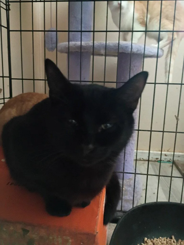 A young medium-sized male Black Domestic Short Hair cat named Drummer for adoption in Cromwell, KY