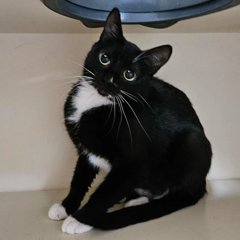 An adult medium-sized female Black Domestic Short Hair cat named Lavender for adoption in Idaho Falls, ID