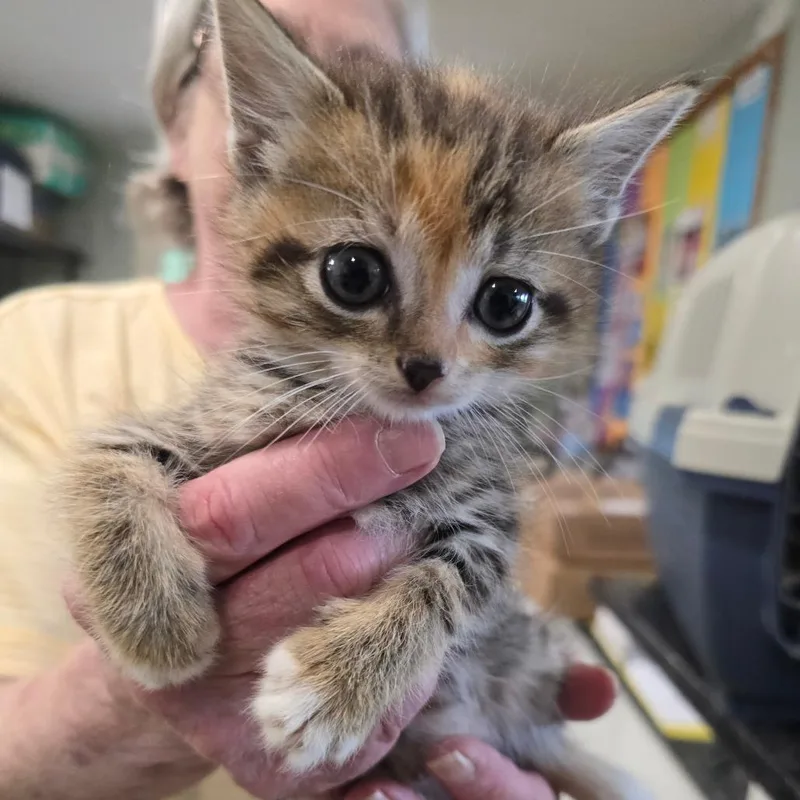 A baby small-sized female Calico Domestic Short Hair cat named Hazelnut for adoption in Waldorf, MD