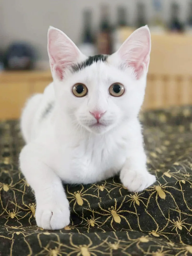 A baby medium-sized female White Domestic Short Hair cat named Bluebell Savant for adoption in Chandler, AZ