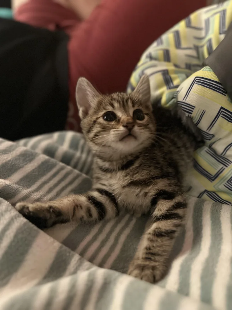 A baby small-sized female Tabby (Buff / Tan / Fawn) Domestic Short Hair cat named Sapphire for adoption in Sherman Oaks, CA