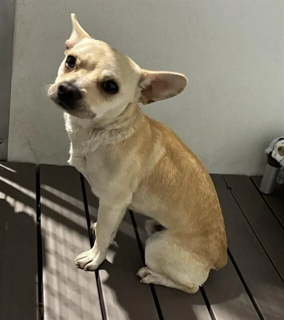A young small-sized male Brown / Chocolate Chihuahua dog named AAD New Arrival! Kiwi for adoption in Armonk, NY