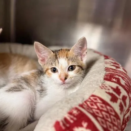 A young medium-sized female Domestic Short Hair cat named Lanna for adoption in Kansas City, MO