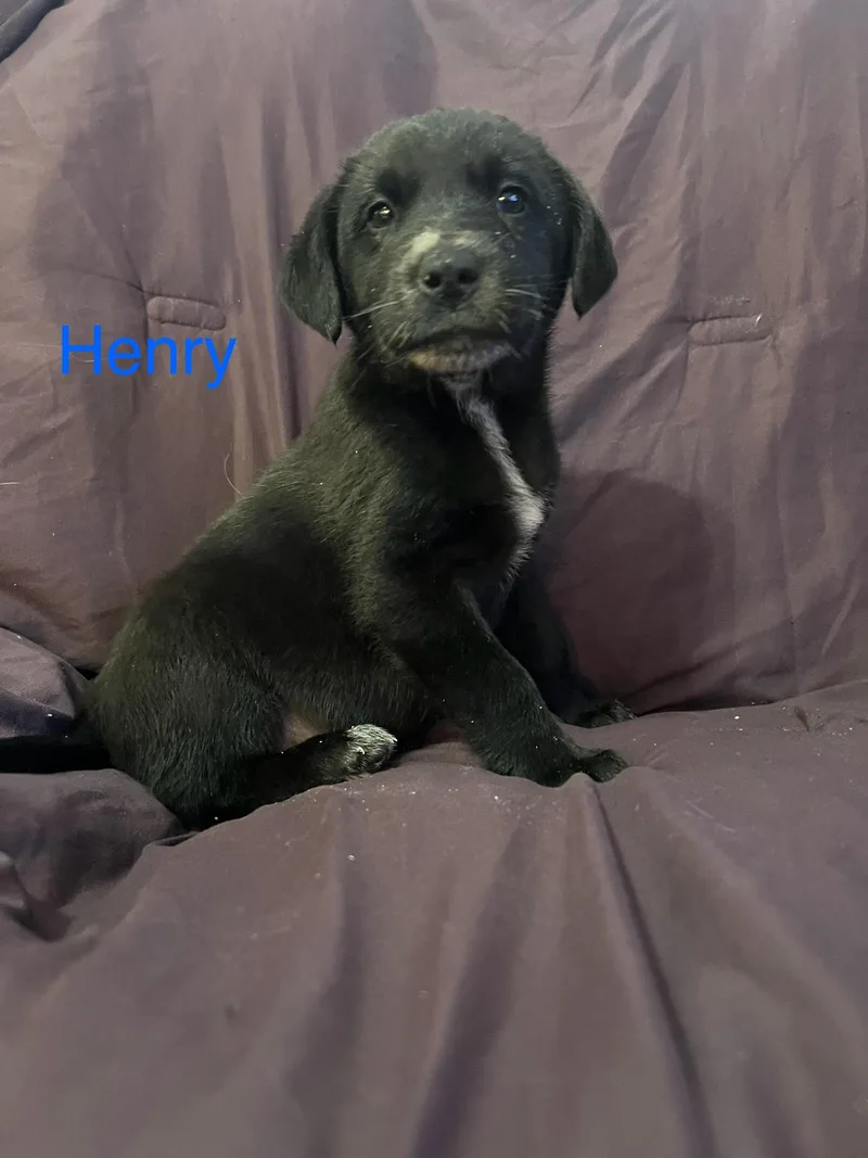 Henry