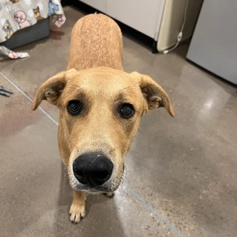 A baby large-sized male German Shepherd Dog dog named Red Man for adoption in Washburn, MO