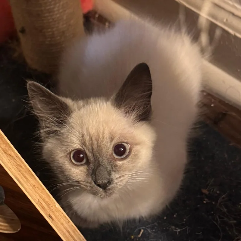 A baby small-sized female Domestic Medium Hair cat named Baguette for adoption in Cumming, GA