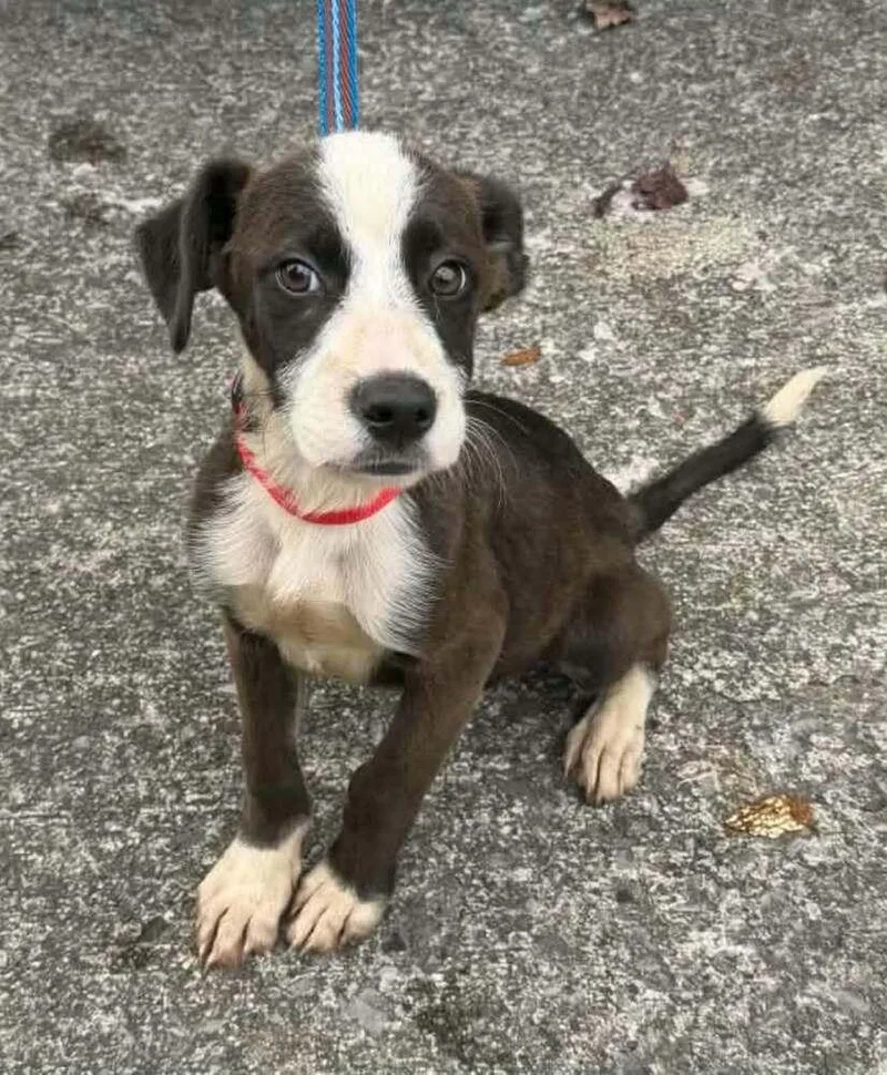 A baby large-sized male Tricolor (Brown, Black, & White) Boxer dog named River Boy for adoption in Aurora, IN