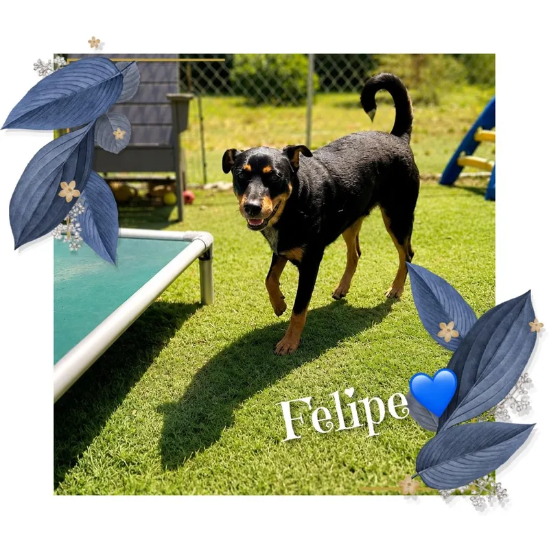 A young medium-sized male Black Mixed Breed dog named Felipe for adoption in Fredericksburg, VA