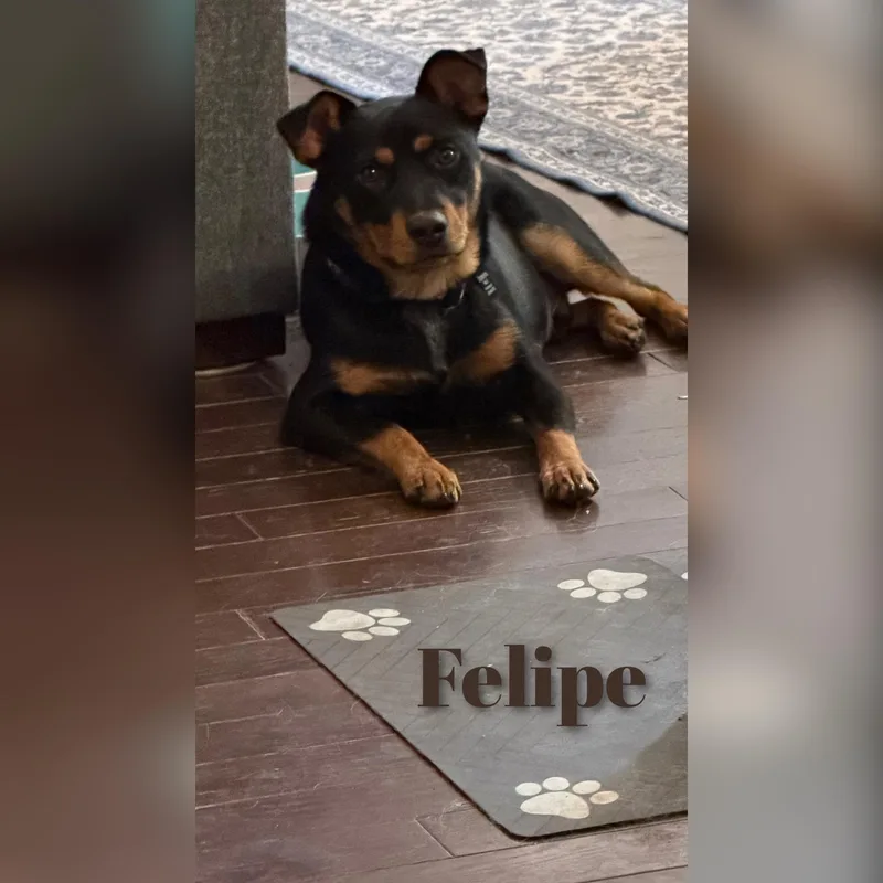 Felipe thumbnail 5