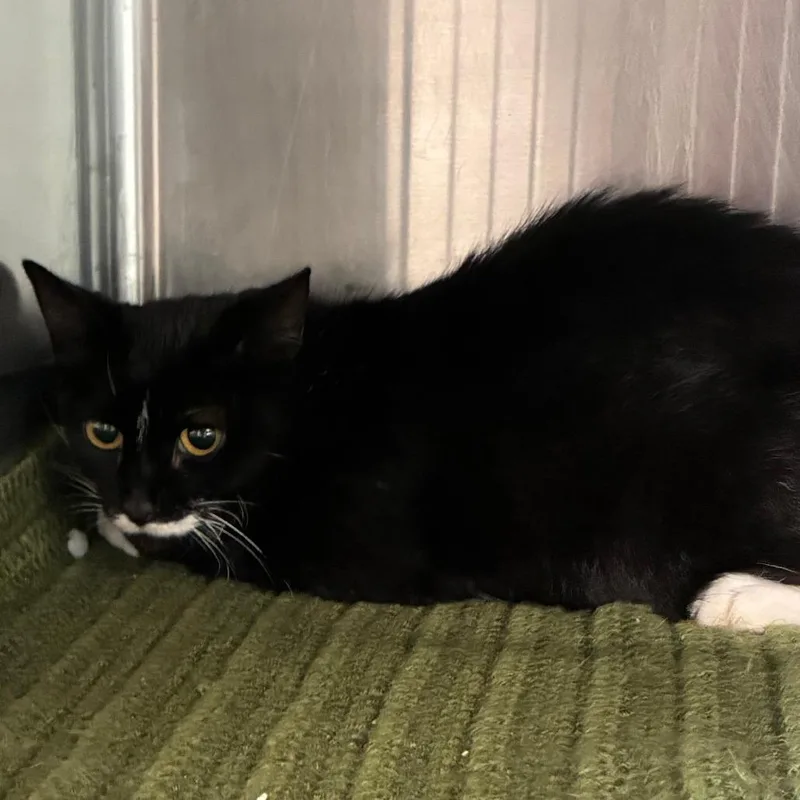 An adult medium-sized female Black Domestic Short Hair cat named Catherine O'Hara for adoption in Dearborn, MI