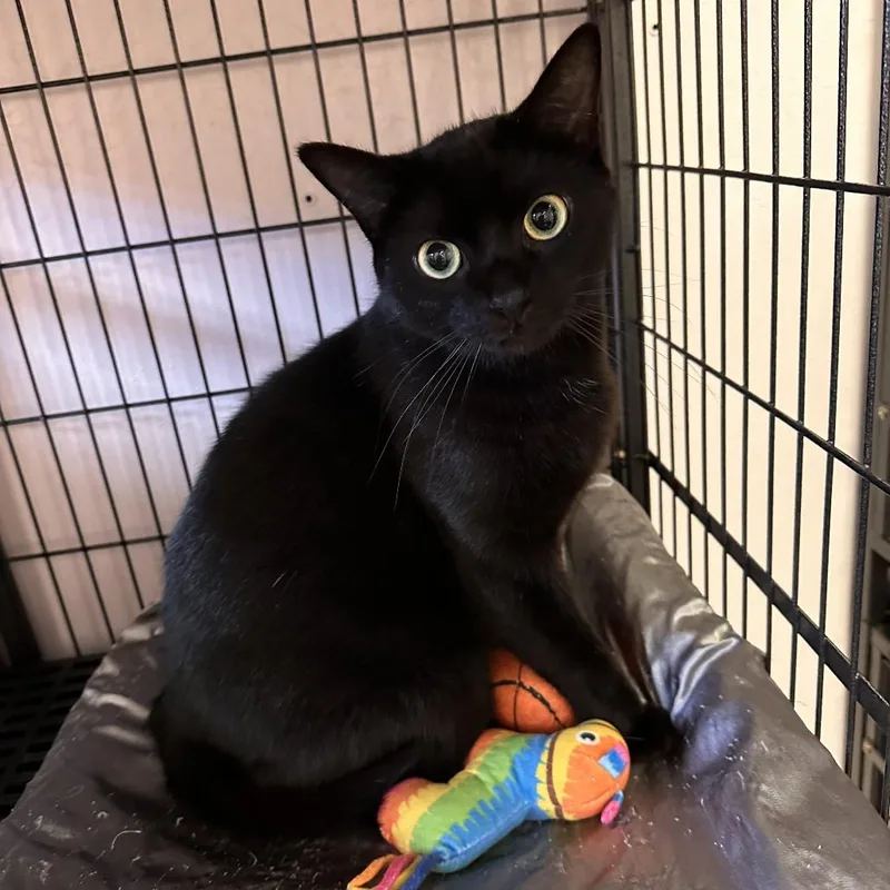 An adult small-sized male Black Domestic Short Hair cat named Beetle for adoption in Greensburg, PA