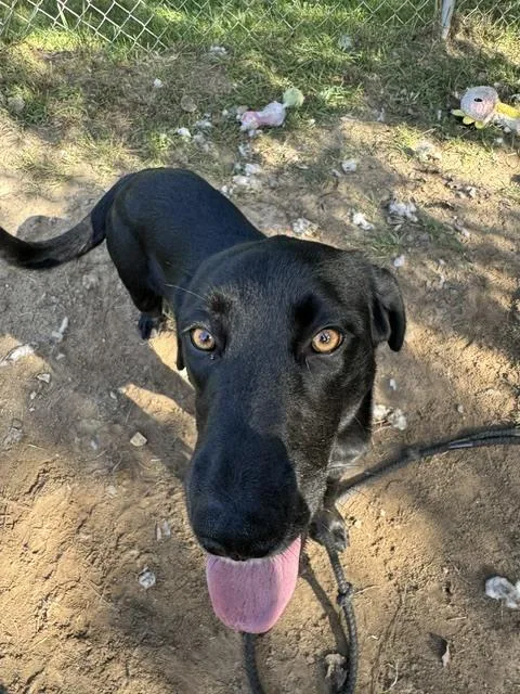 A baby medium-sized female Black Labrador Retriever dog named Lucy for adoption in Kalamazoo, MI
