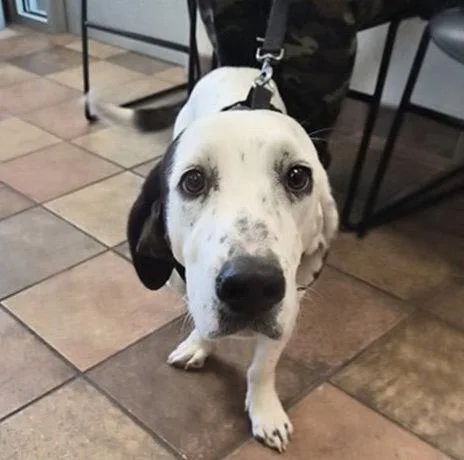 An adult medium-sized male Basset Hound dog named Milo for adoption in Fort Collins, CO