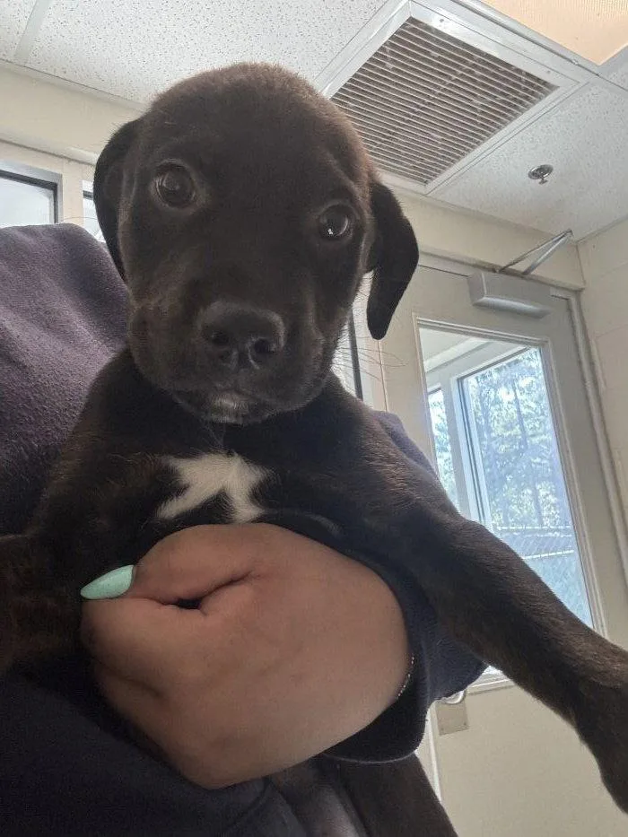 A young medium-sized male Labrador Retriever dog named Warren for adoption in Hilton Head Island, SC