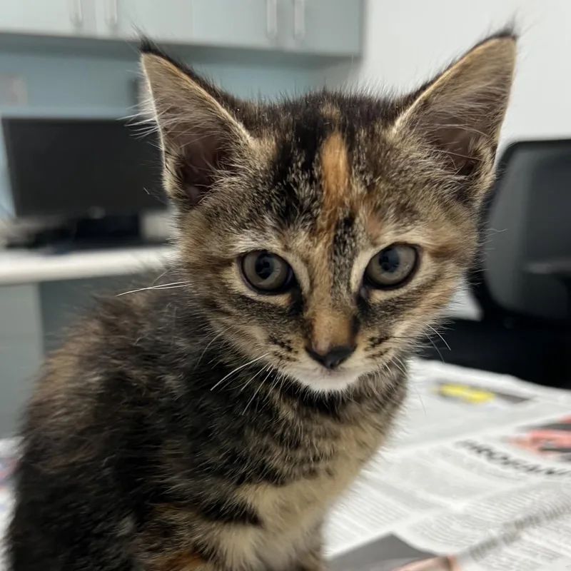 A baby small-sized female Tortoiseshell Domestic Short Hair cat named Cher for adoption in Jacksonville, FL