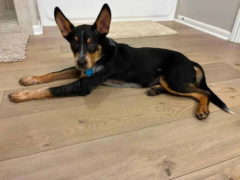 A baby medium-sized male Australian Cattle Dog / Blue Heeler dog named Haze for adoption in CONROE, TX