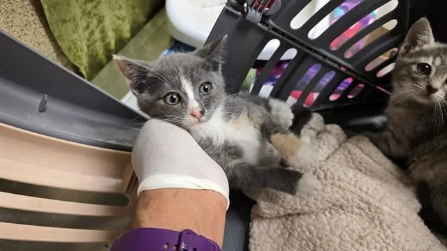 A baby small-sized female Domestic Short Hair cat named Brynn for adoption in Riverside, CA
