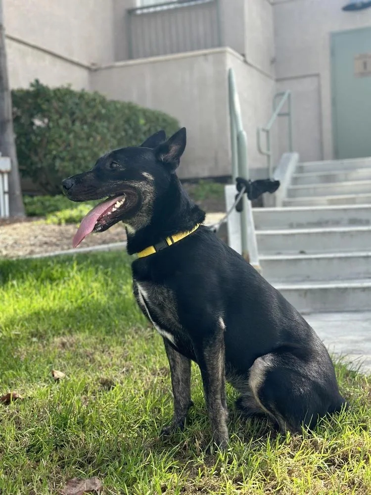 Maxanubis thumbnail 2