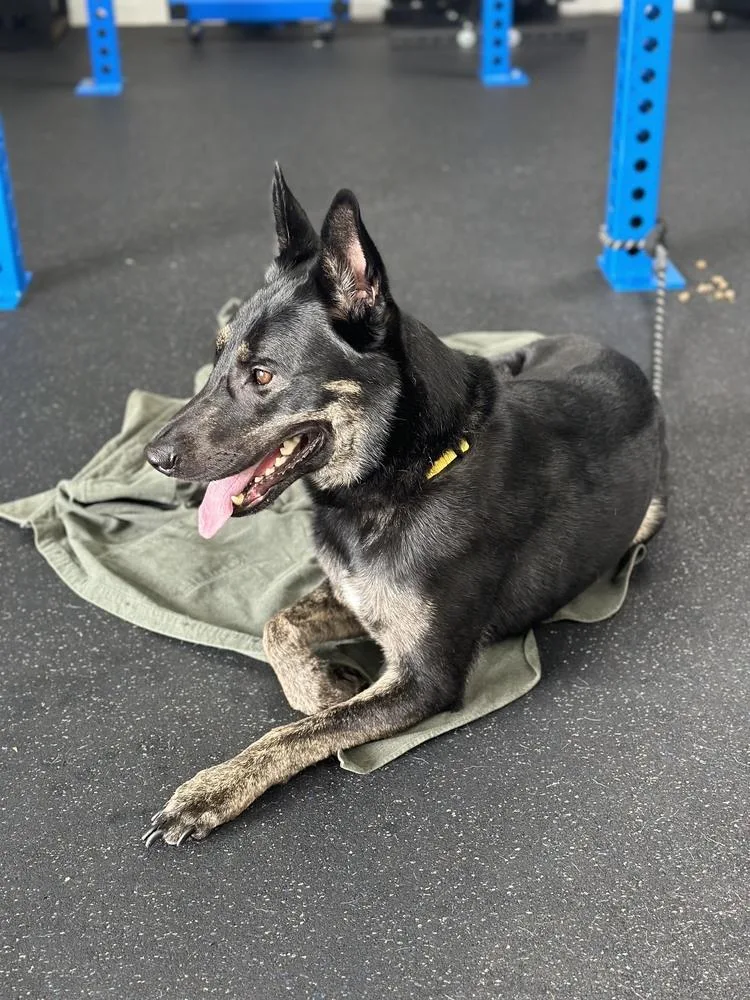 Maxanubis thumbnail 3