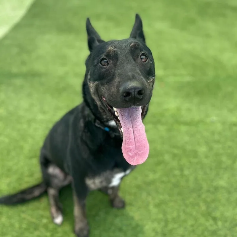 Maxanubis thumbnail 4